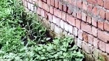 what kind of snake is this? I #snake #wildlife