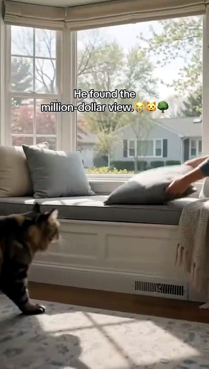 The Maine Coon Claims the Best Seat in the House