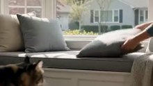 The Maine Coon Claims the Best Seat in the House