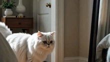 The Persian Cat Meets Her Most Beautiful Rival
