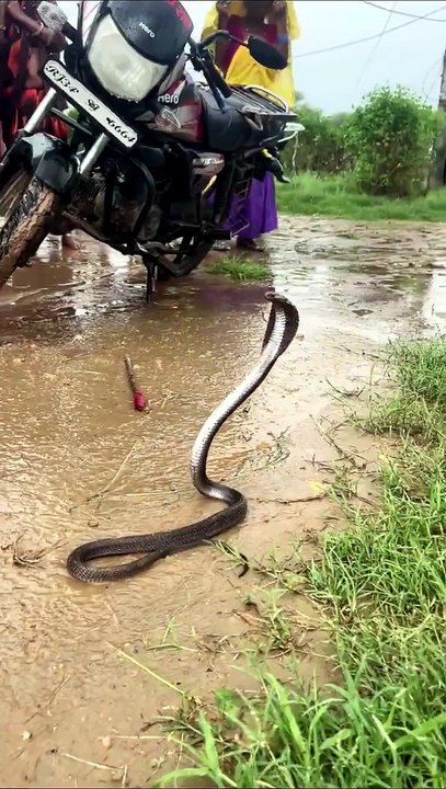 The snake drank I #cobra#wildlife