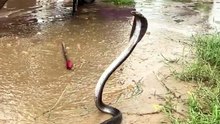 The snake drank I #cobra#wildlife