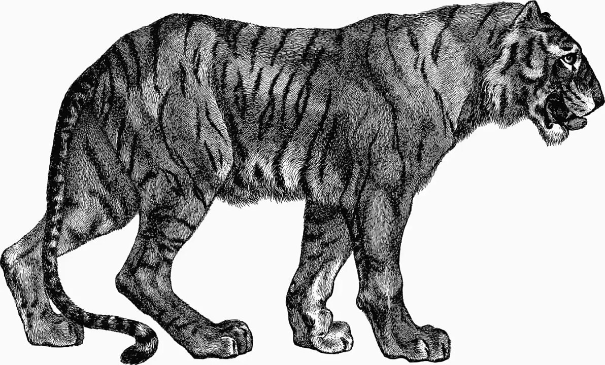 SERDAR ŞİMŞEK DRAWİNG