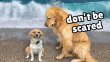 Rescue Puppy and Dogs Rent a Beach Town Air BnB