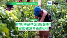 Winobranie w Szampanii: dlaczego zbiory ruszają już w połowie sierpnia?