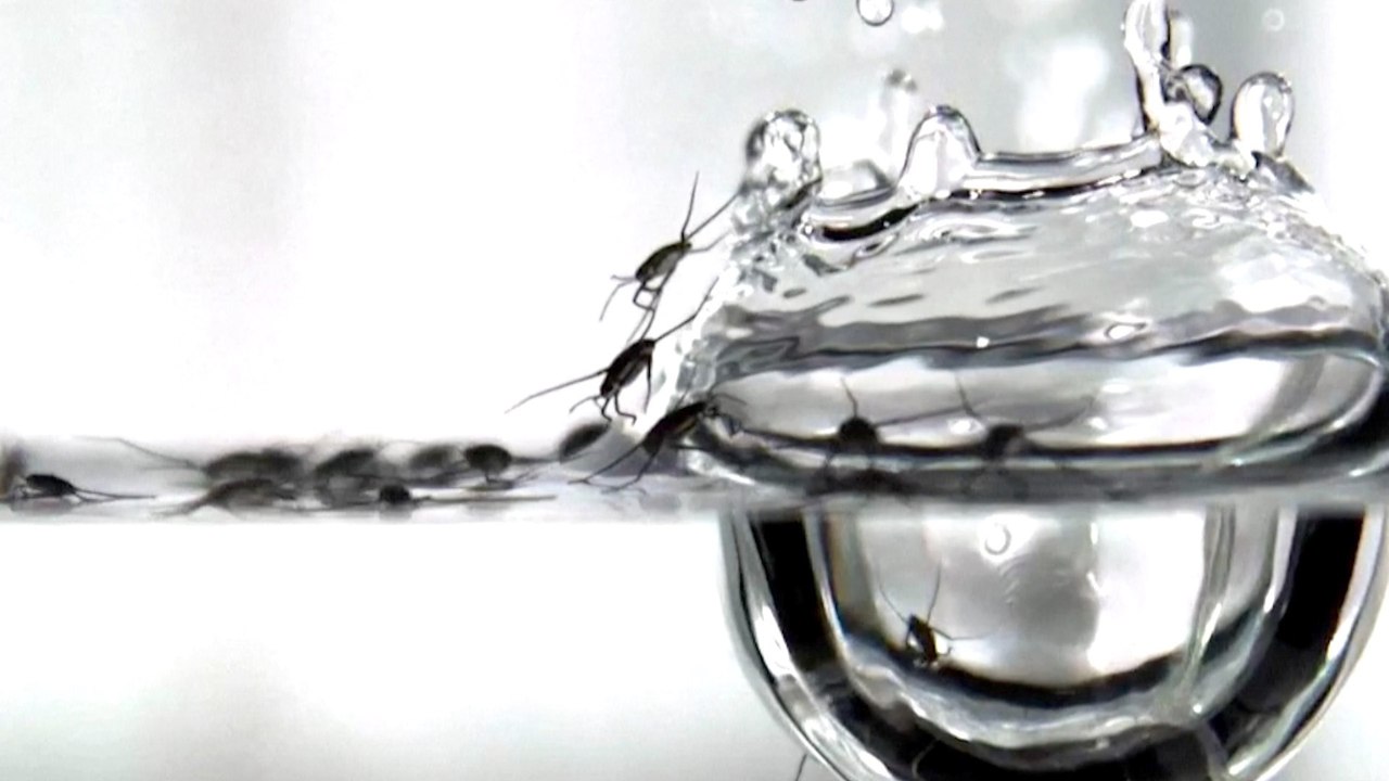 Behind the science: how heavy rain affects insects and its link to microplastics in our waters