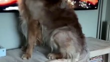Funny animals - 3