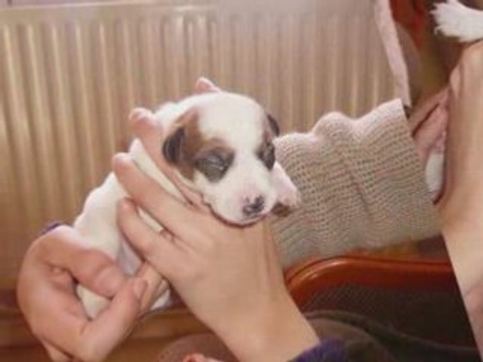 Mes bebes jack russell