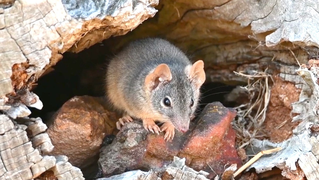 Meet the antechinus: a marsupial that sacrifices sleep to mate