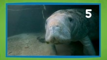Sea Cows Explained: What Are Manatees and Dugongs?