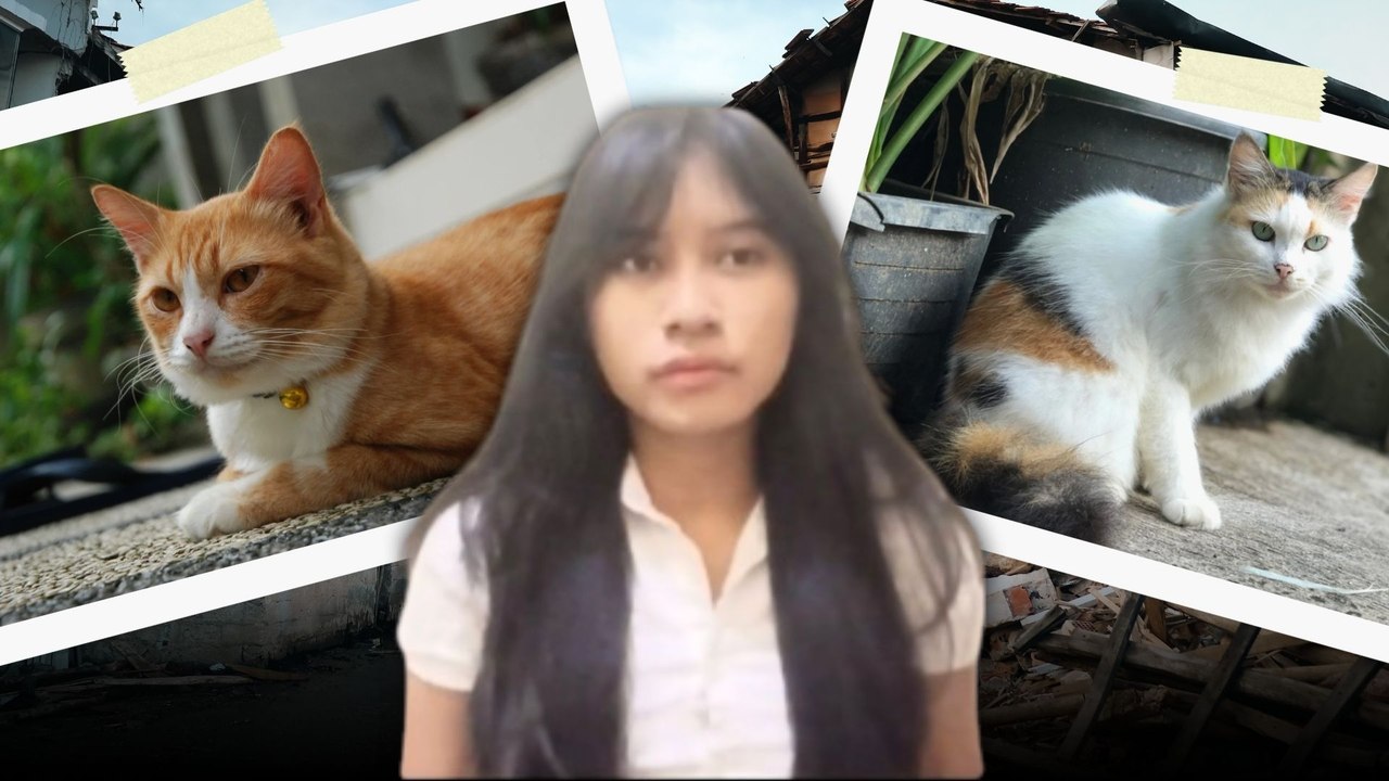 ​Kenapa Kucing Suka Menjatuhkan Barang? Ini Alasannya-Serius Ini Hewan?