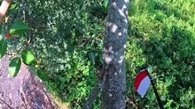 Forest Honey, Nature’s Sweetness