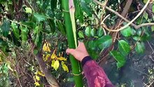 Manis Alami dari Hutan