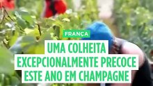 Seca e calor fazem arrancar vindimas na região de Champagne em meados de agosto