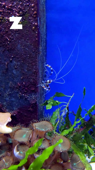 L’aquarium de Saint-Gilles ferme ses portes pour une grande rénovation