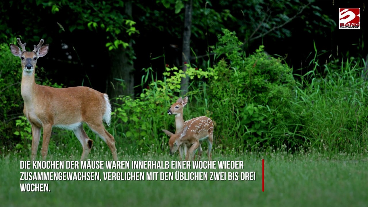 Hirschgeweihe könnten gebrochene Knochen heilen