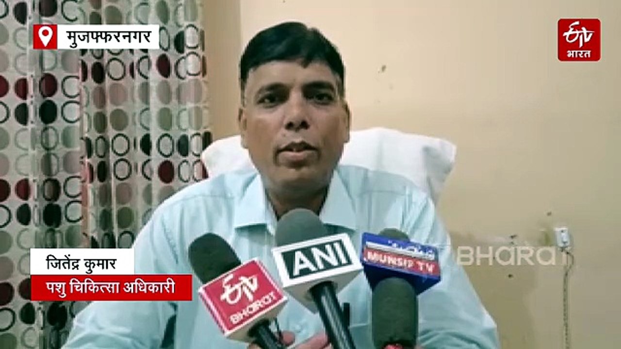 मुजफ्फरनगर में लंपी वायरस की दस्तक; 350 पशु संक...