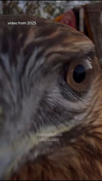 🦅