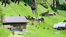 SpinningMule - #funnyanimals #pets #fyp #SpinningMule