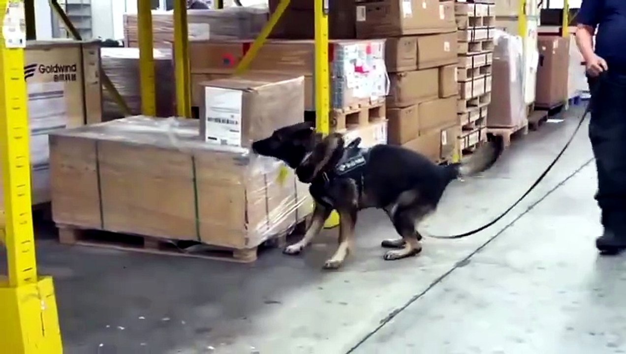 Receita e Polícia apreendem 10kg de skunk em Fo...