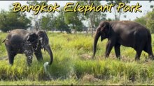 Bangkok Elephant Park