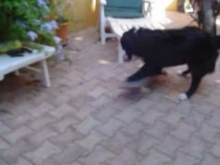 un chien fait du skate