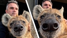 KETO the HYENA KING Gets Some Bad News! | The Lion Whisperer