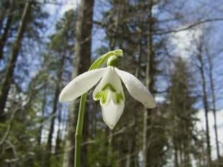 PRIMAVARA IN RETEZAT