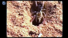 Araña camello: ¡el feroz demonio del desierto!