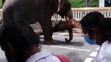 Elephant do some work for Man