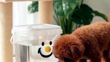 Gravity Cat Water Fountain – 5L No-Power Pet Waterer