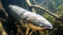 This Fish Can ELECTROCUTE You! ⚡🐟 | Electric Eel Explained