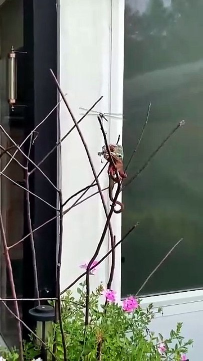 a chameleon having its breakfast so comfortably I #wildlife