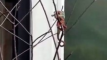 a chameleon having its breakfast so comfortably I #wildlife