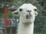 Lama qui n'aime pas la caméra