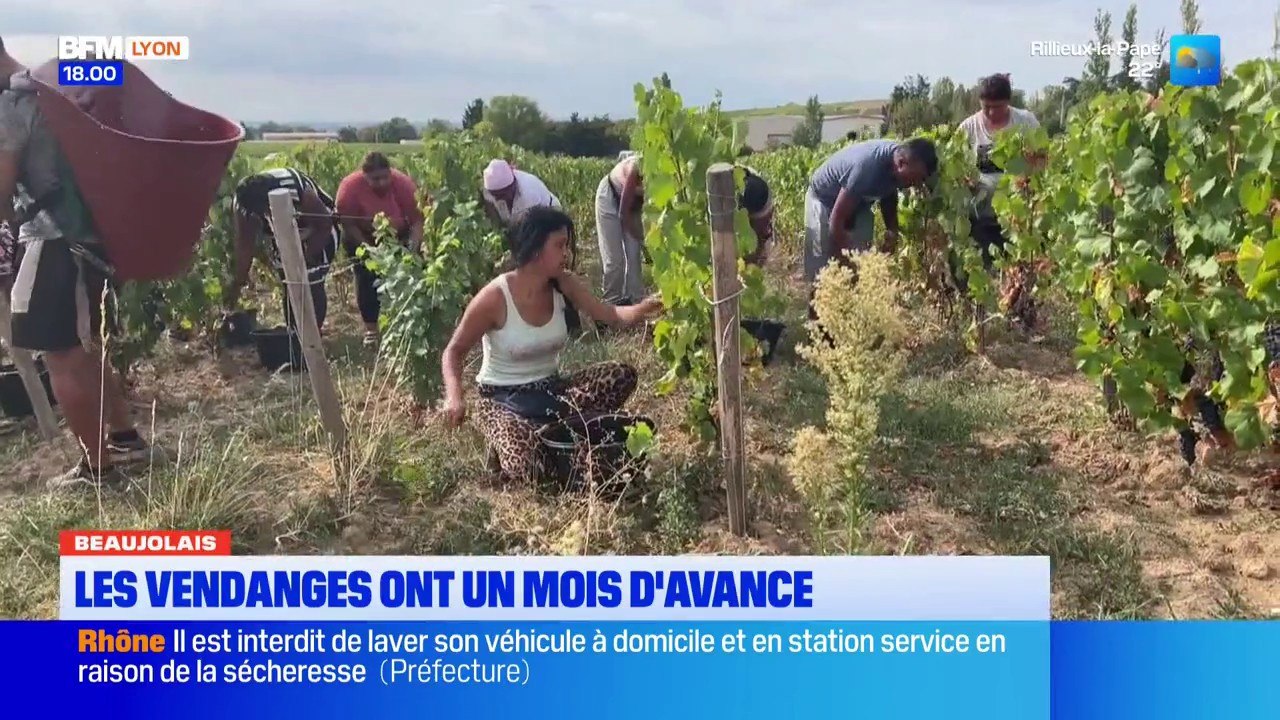 Beaujolais : les vendanges ont un mois d'avance