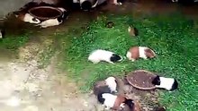 rabits