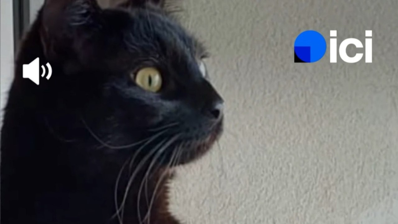 Isère : Ils restent 10 jours à chercher leur chatte perdue sur une aire d'autoroute