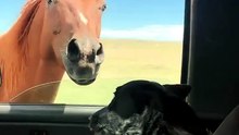A dog's reaction to seeing a horse for the first time