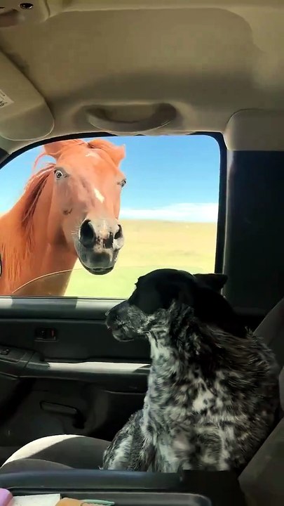 A dog's reaction to seeing a horse for the firs...