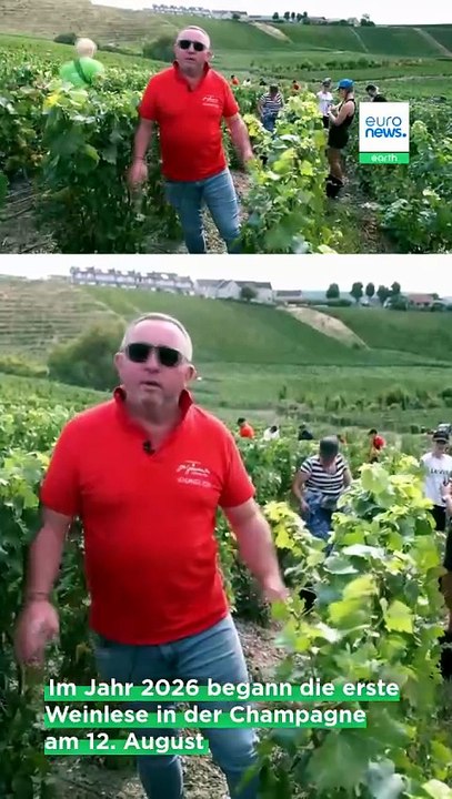 Champagner-Lese: Warum die Ernte schon Mitte August beginnt