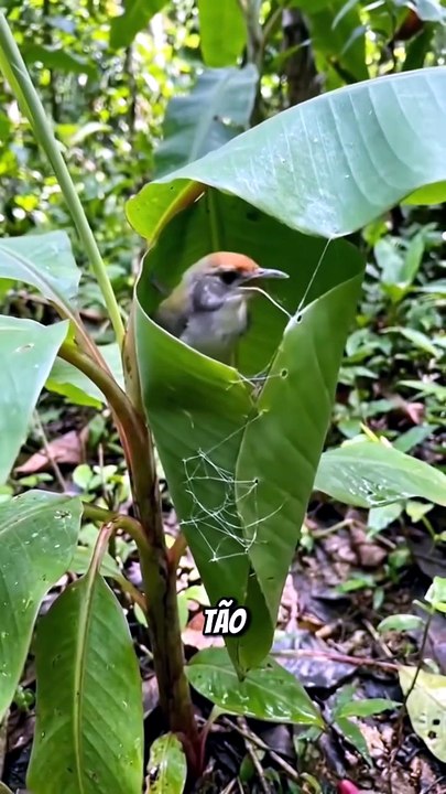 OS PÁSSAROS QUE FAZEM OS SEU NINHO DIFERENTE DOS OUTROS