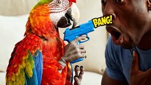 🦜🤣 The Parrot Had a Better Plan! | AI Comedy Animation