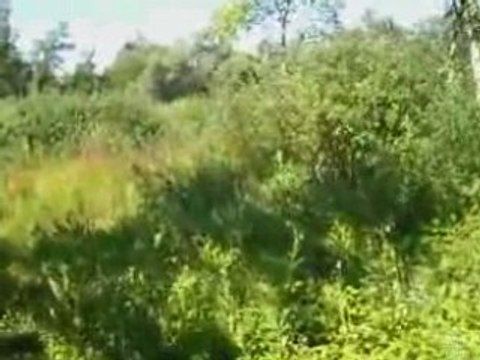 Marchiennes- la grande tourbière