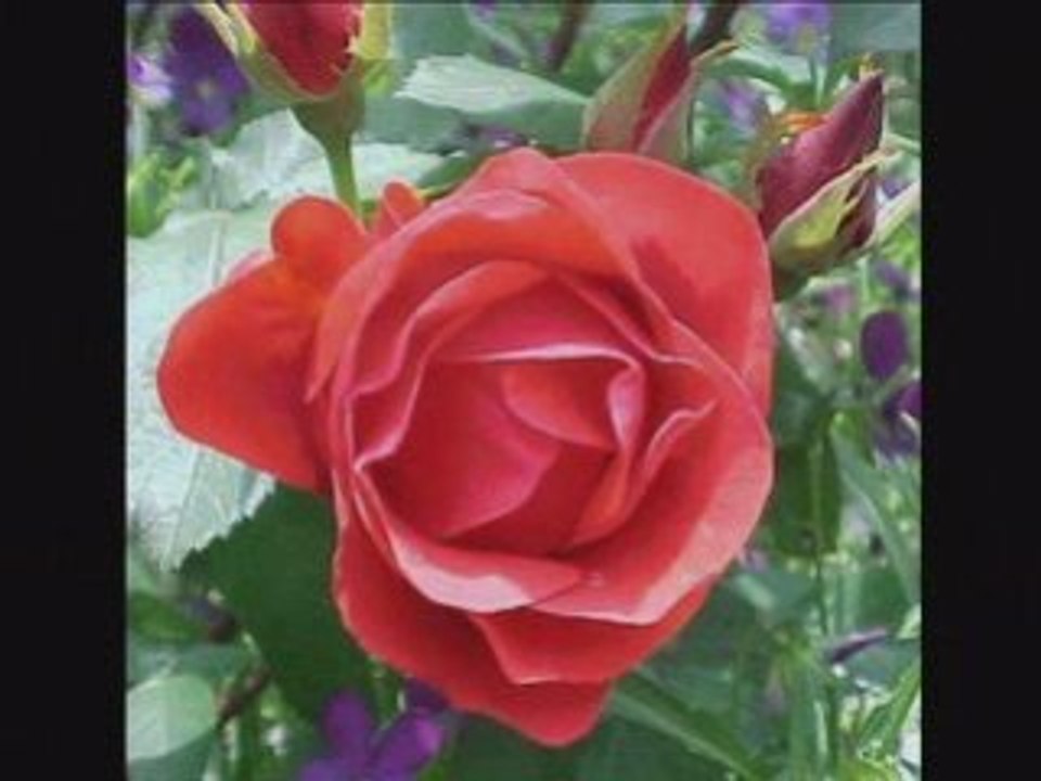 Senede bir Gün-show