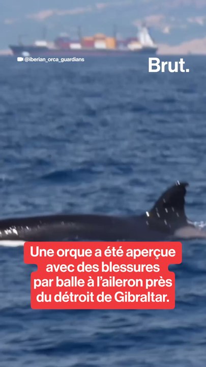 L’orque Toñi a été aperçue avec des blessures p...