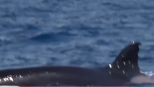 L’orque Toñi a été aperçue avec des blessures par balle à l’aileron, près du détroit de Gibraltar.