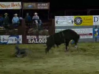 rodeo yellowstone : sur les taureaux