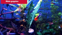 Male guppies in community aquarium