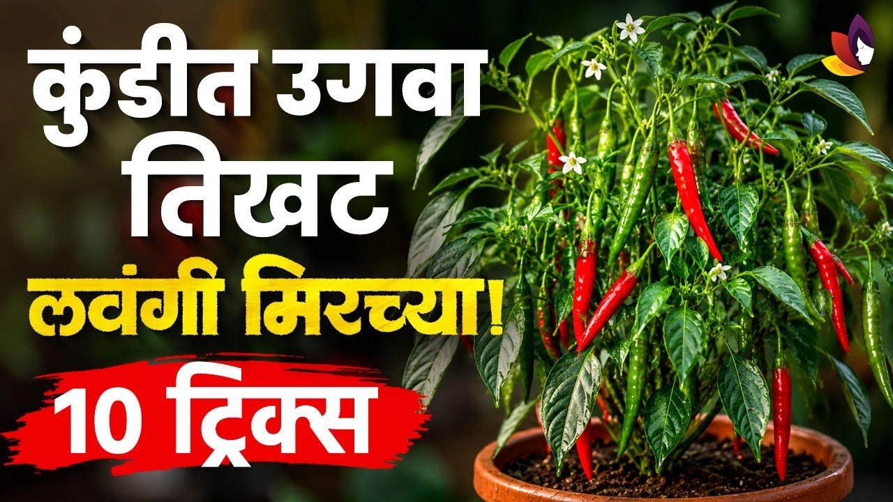 कुंडीत लावा 'लवंगी मिरची'!🌶️शेकडो मिरच्या मिळवण...